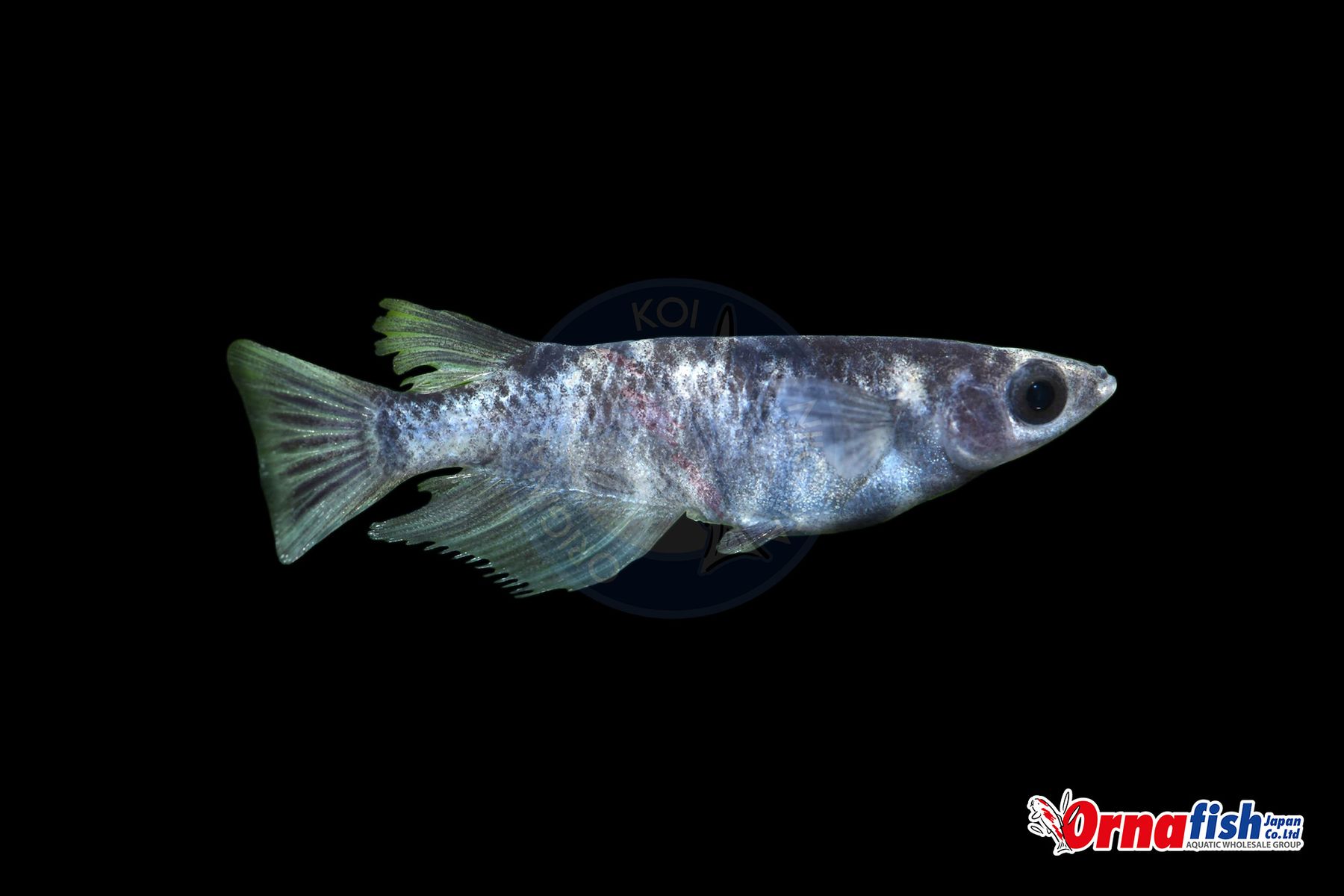 Koi