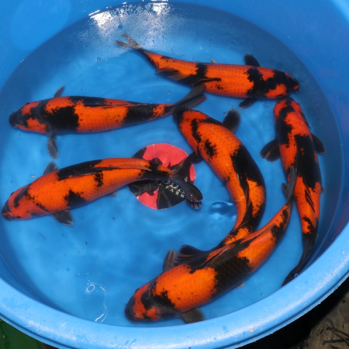 Koi