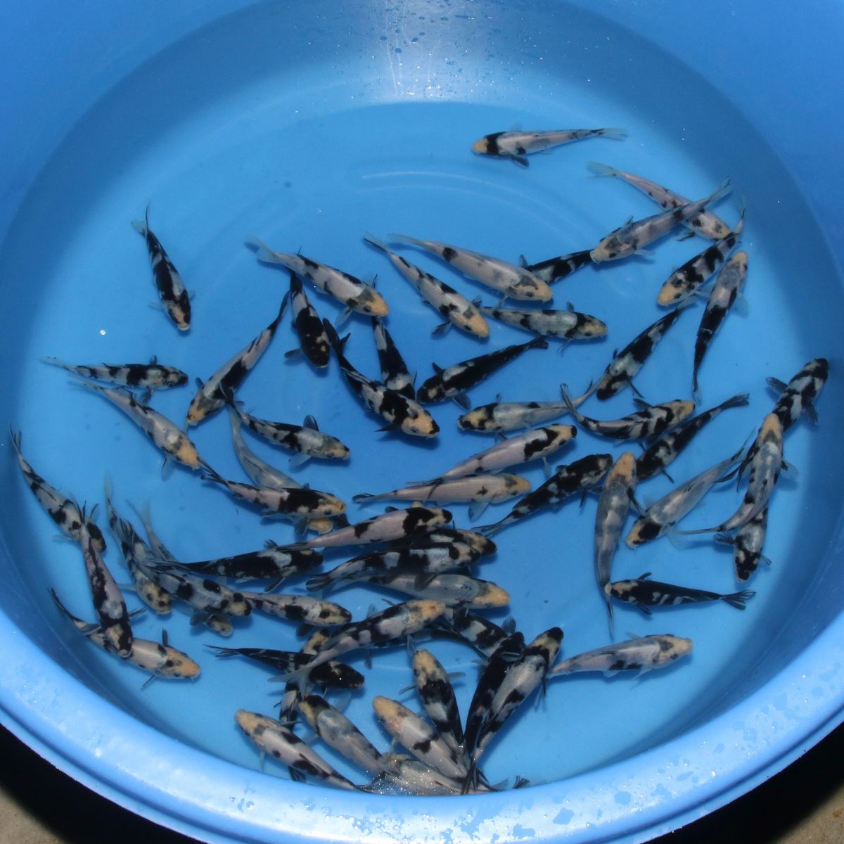 Koi