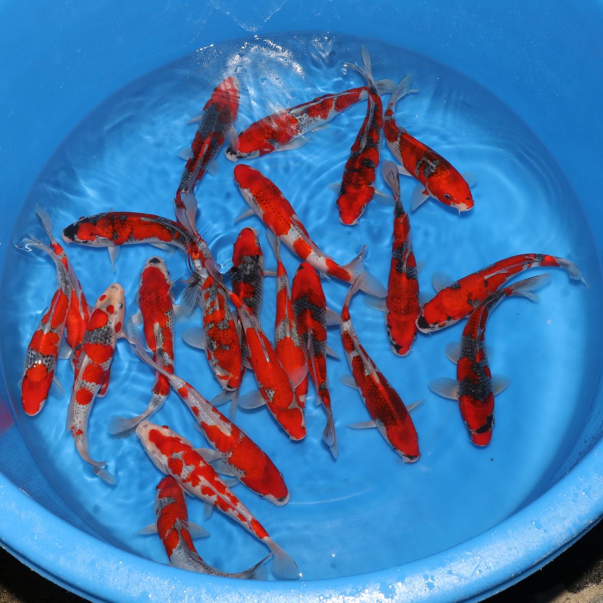 Koi