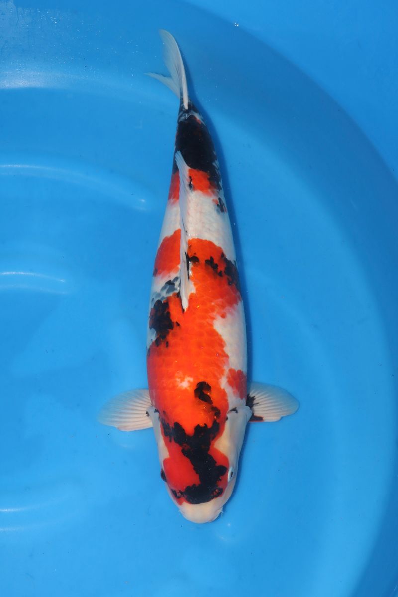 Koi