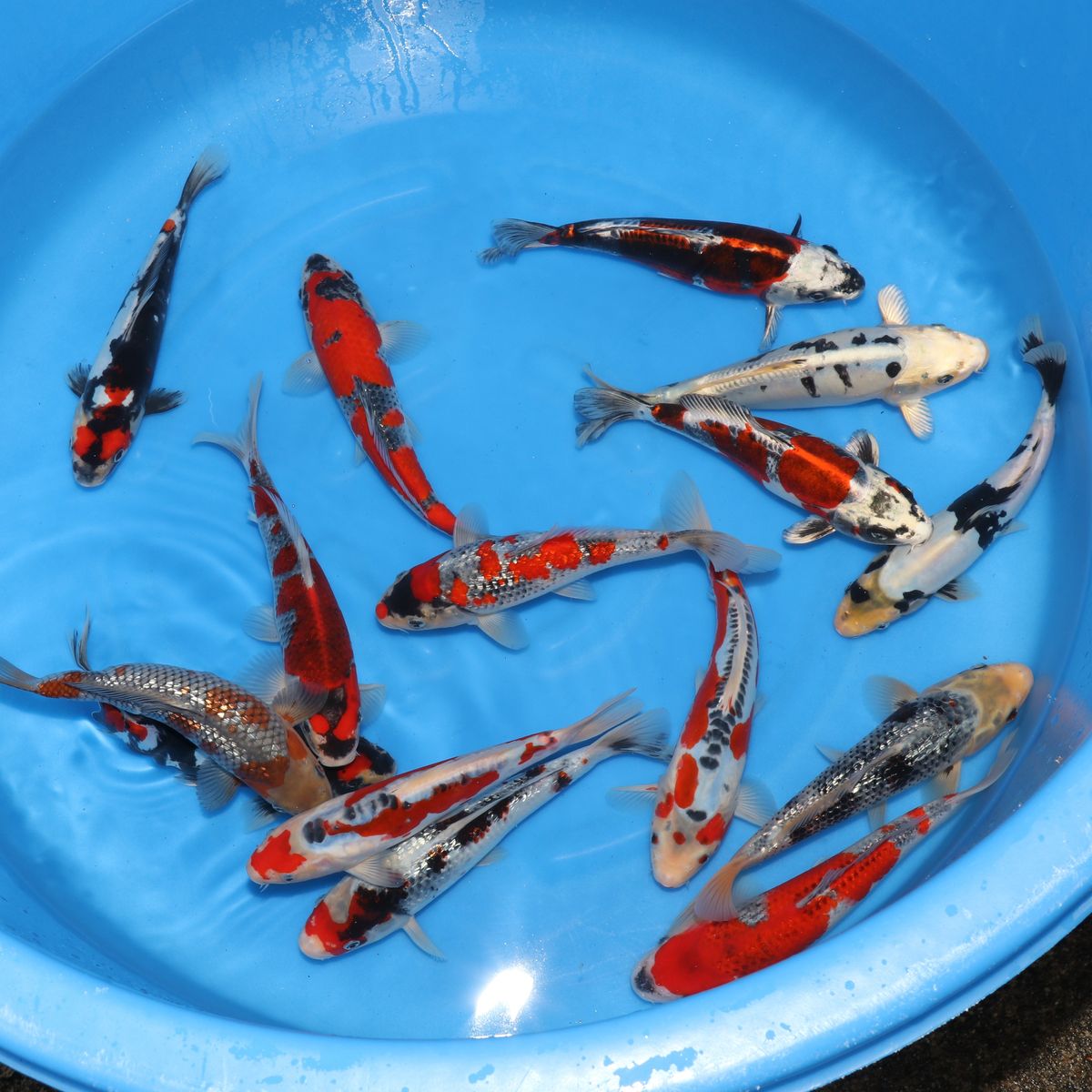 Koi