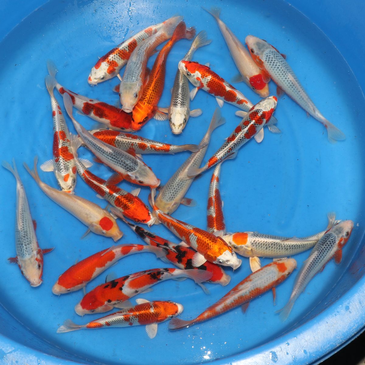 Koi