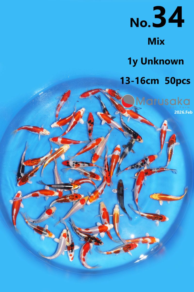 Koi