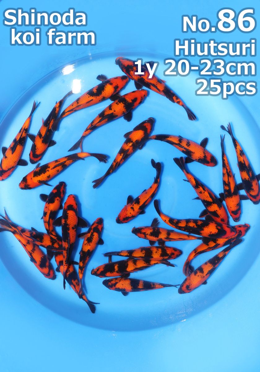 Koi