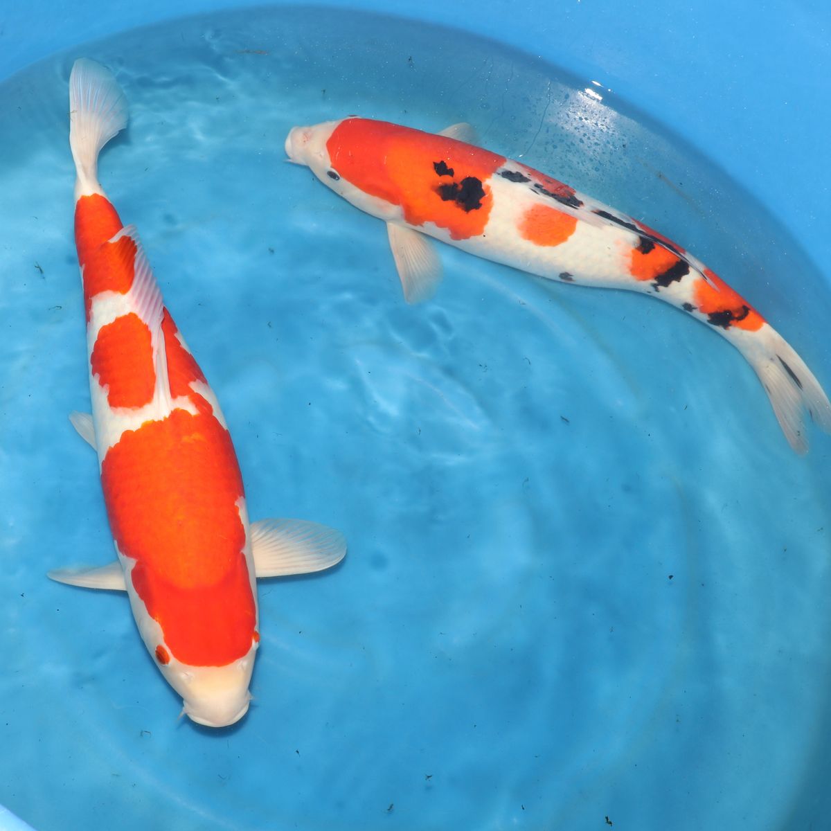 Koi
