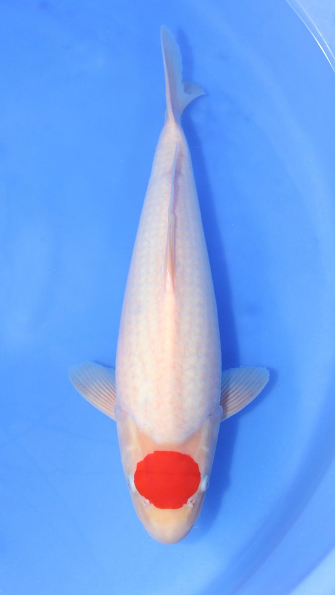 Koi
