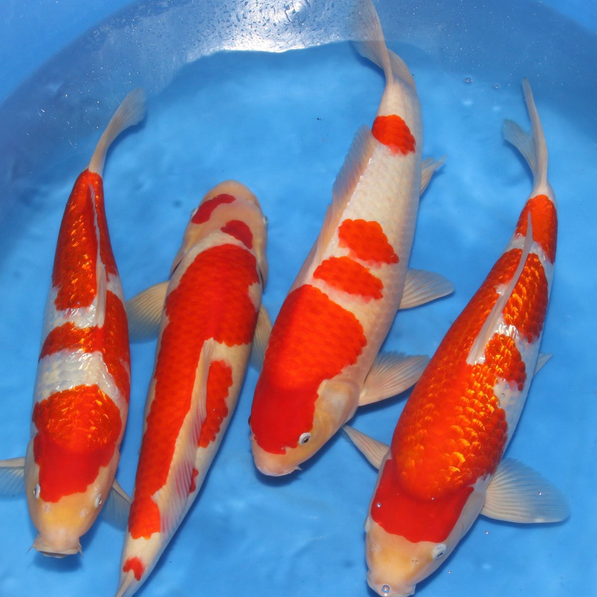 Koi