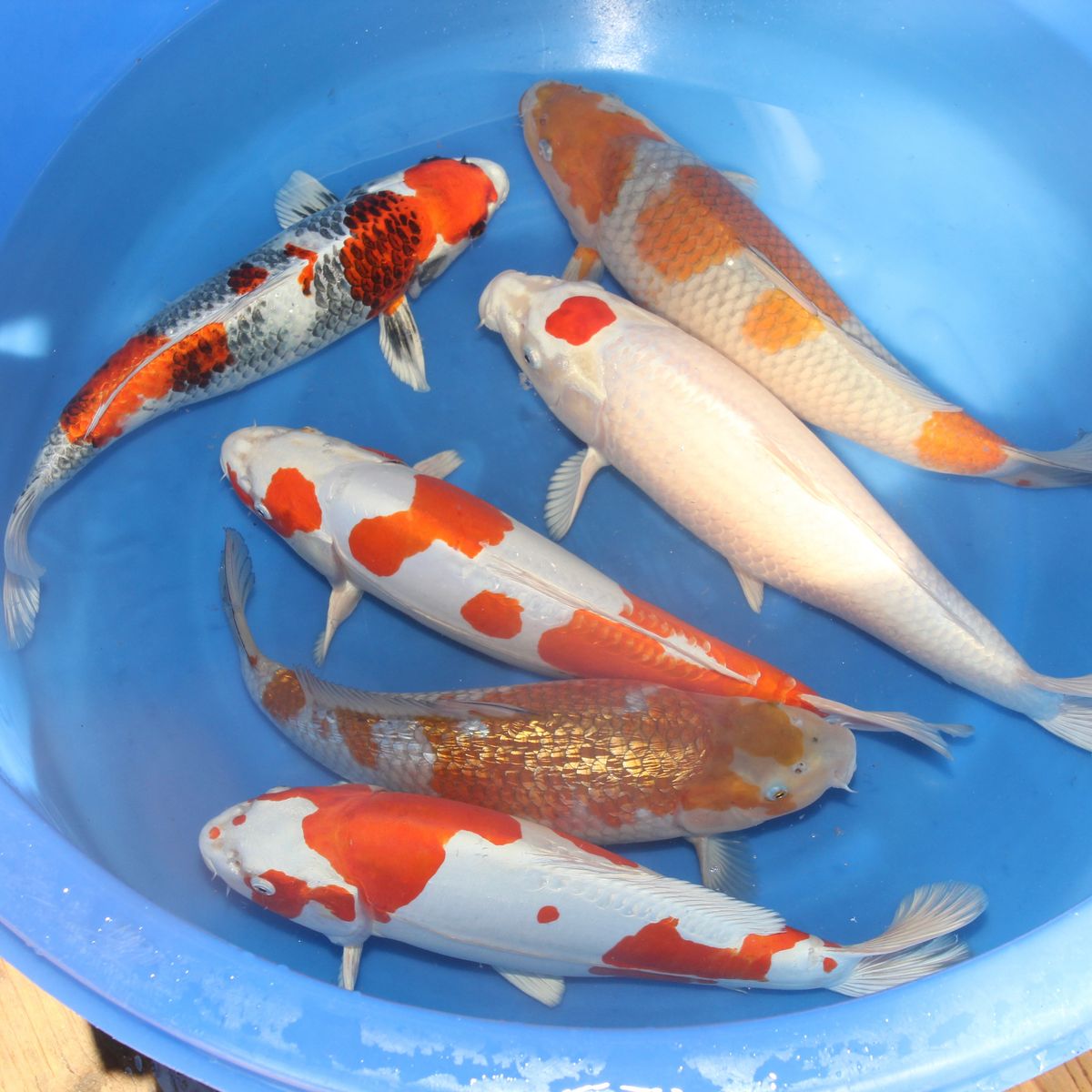 Koi