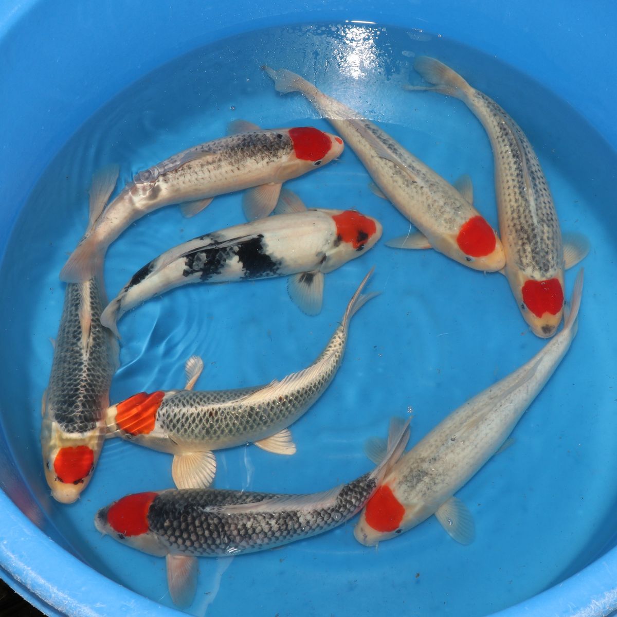 Koi