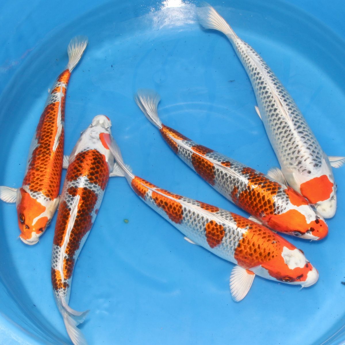 Koi