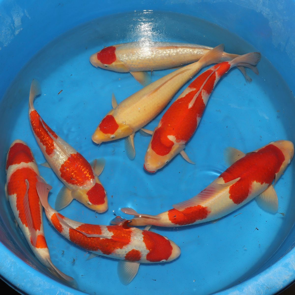 Koi