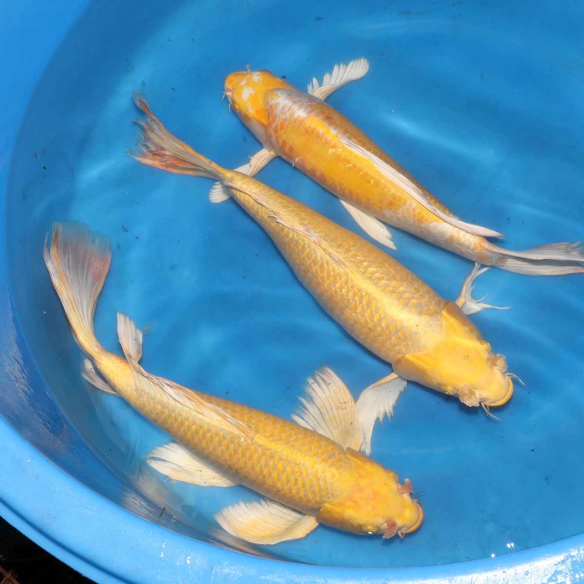 Koi