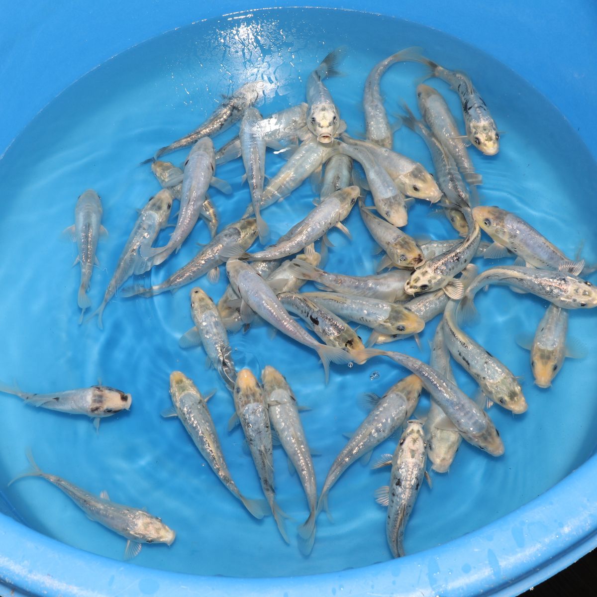Koi