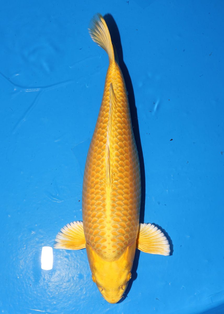 Koi