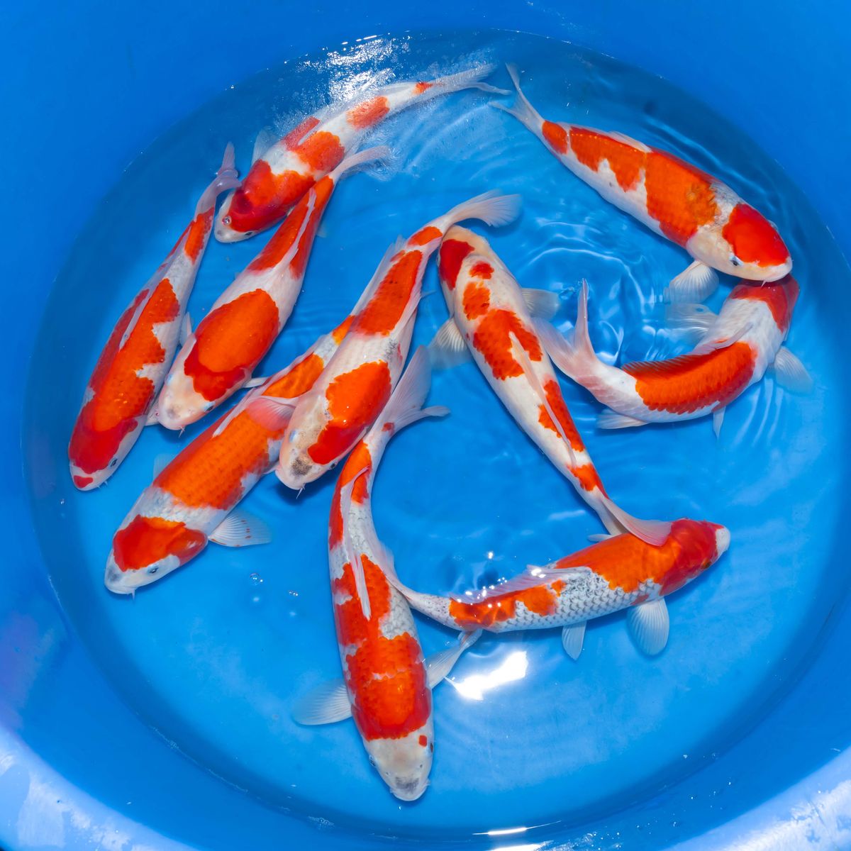 Koi