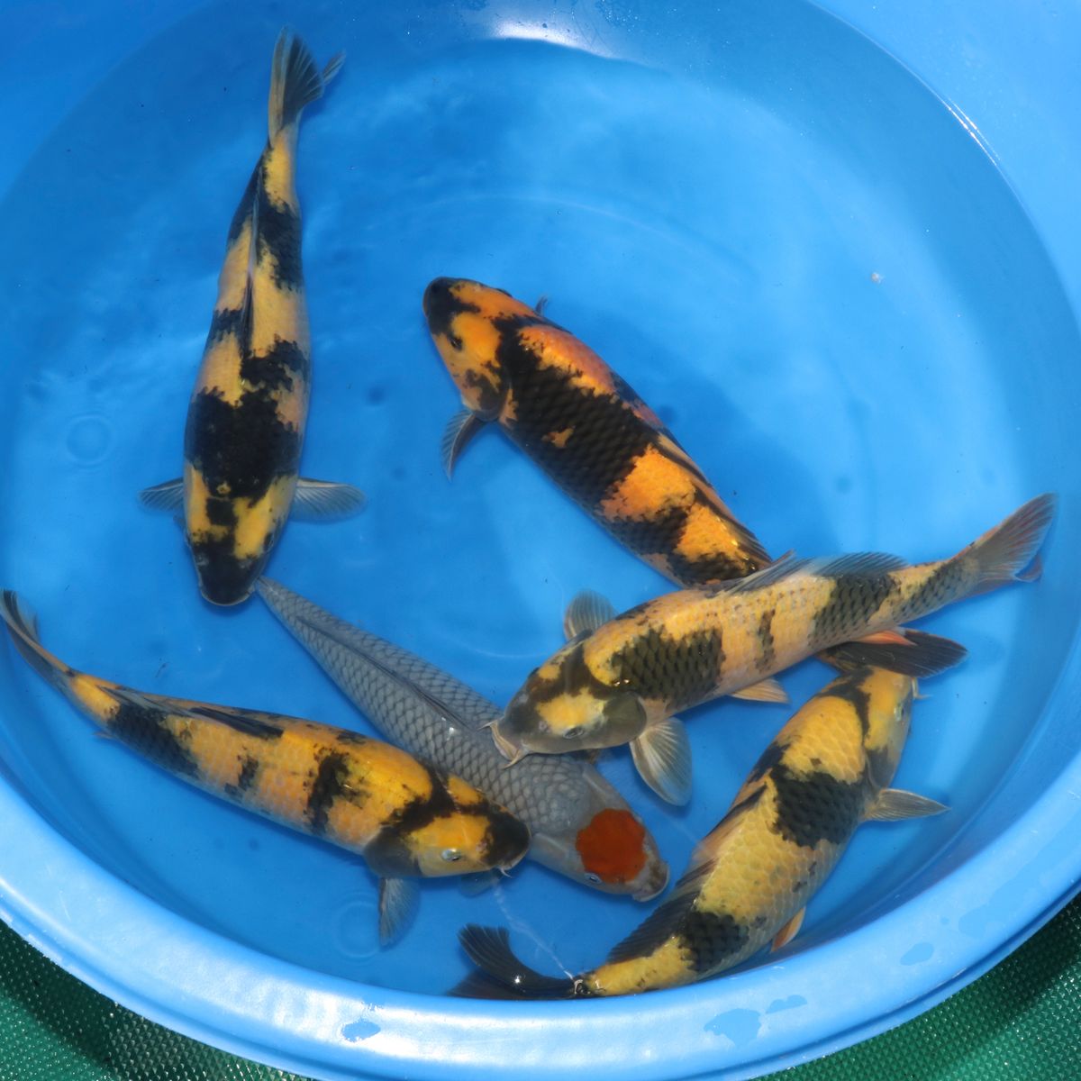 Koi