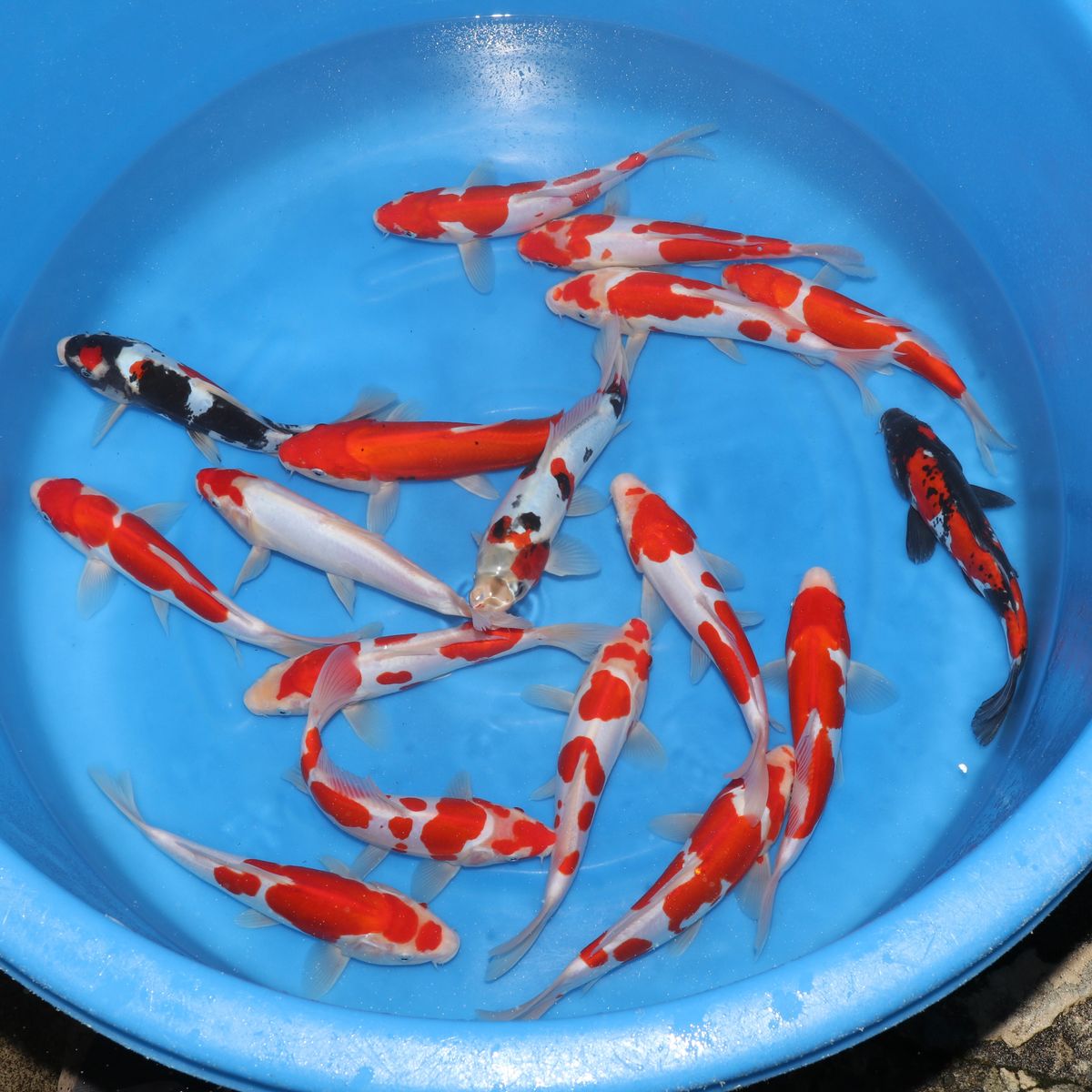 Koi