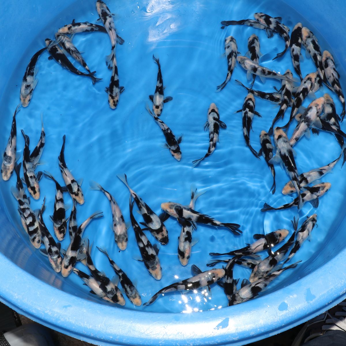 Koi