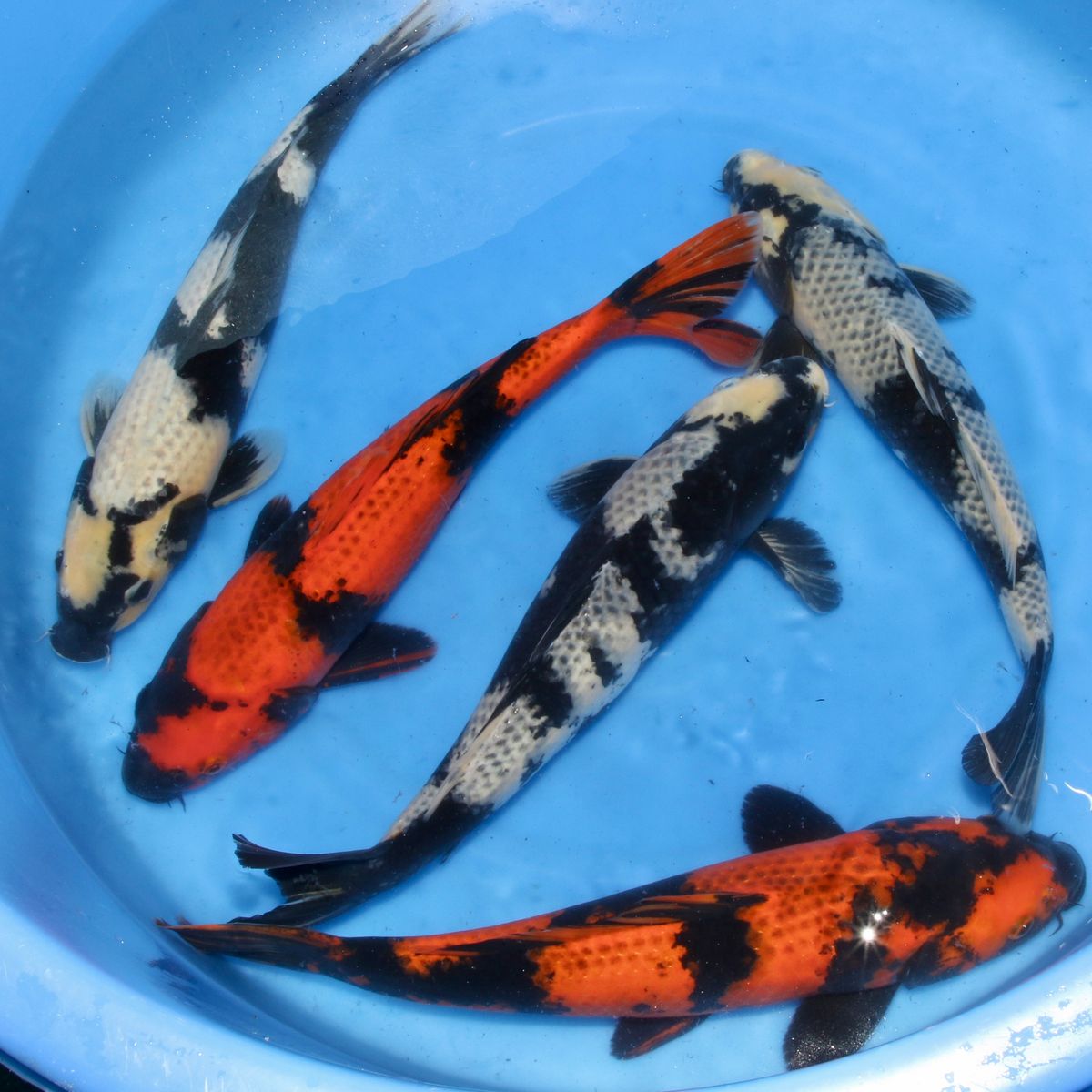 Koi