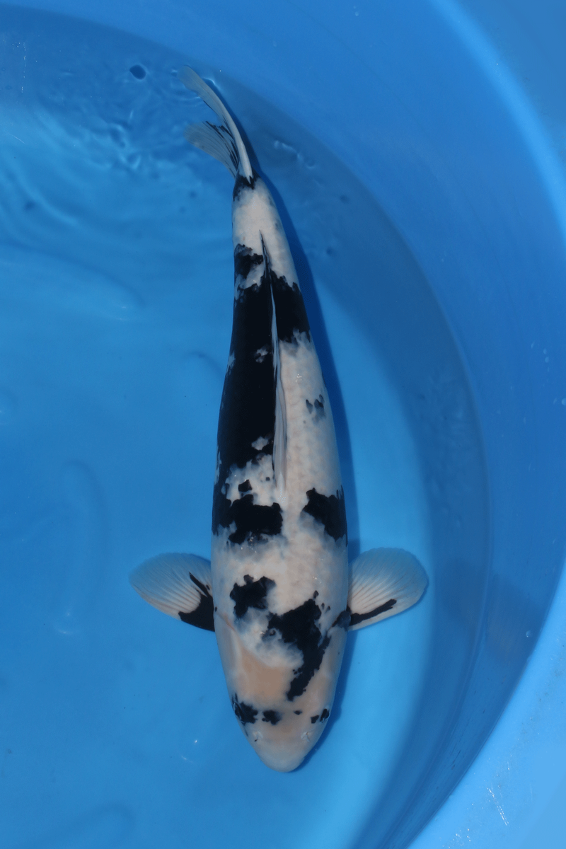 Koi