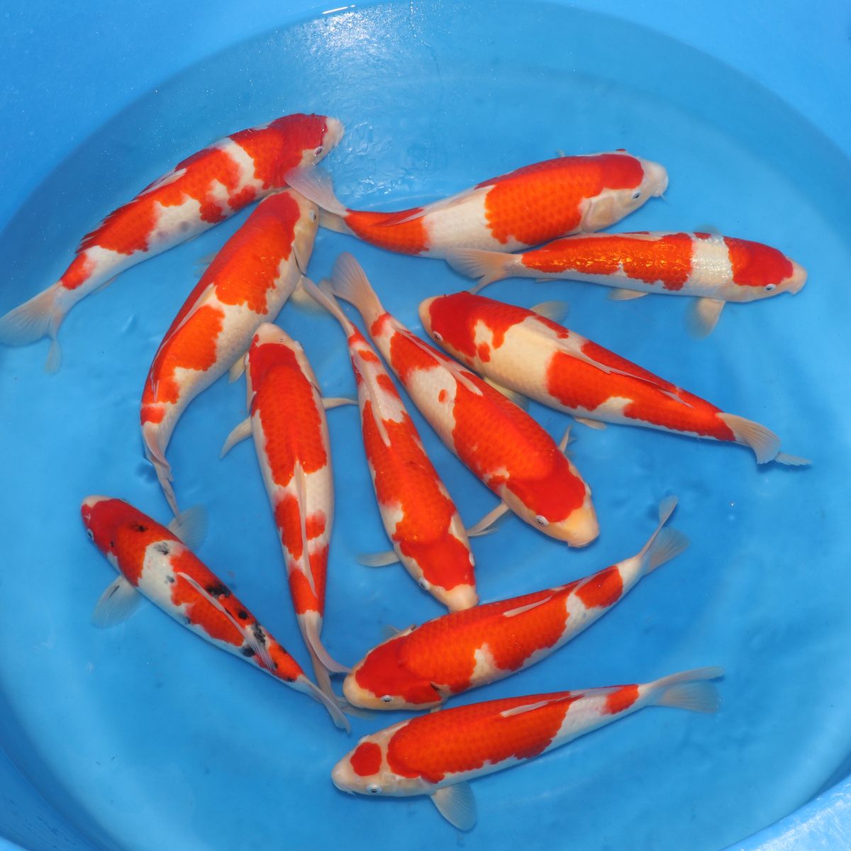 Koi