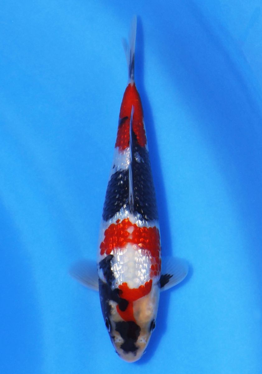 Koi