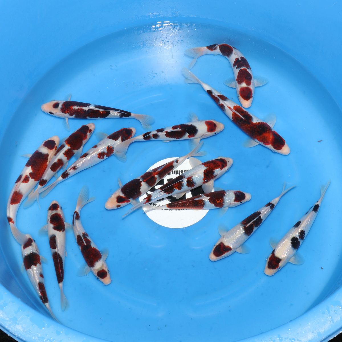 Koi