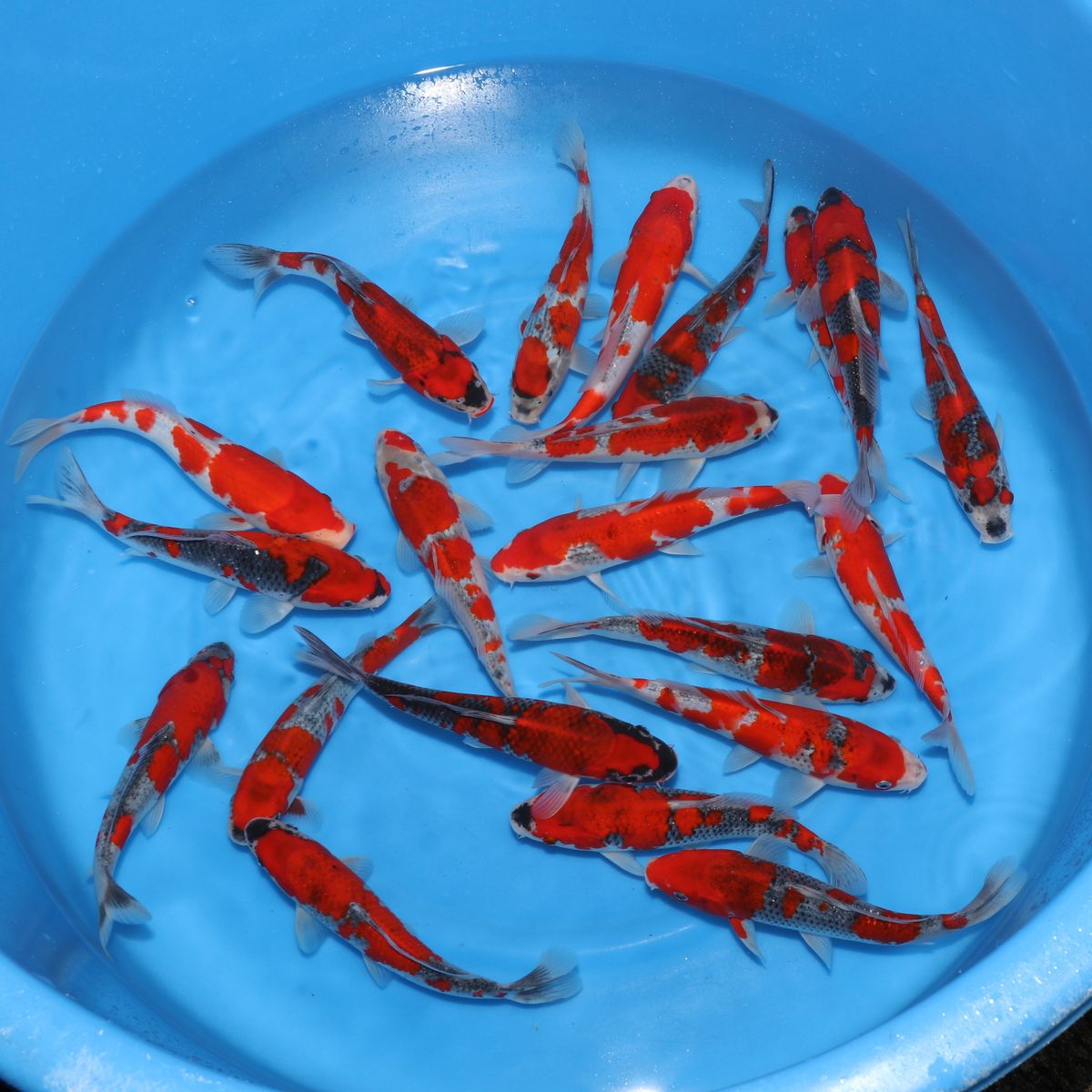 Koi