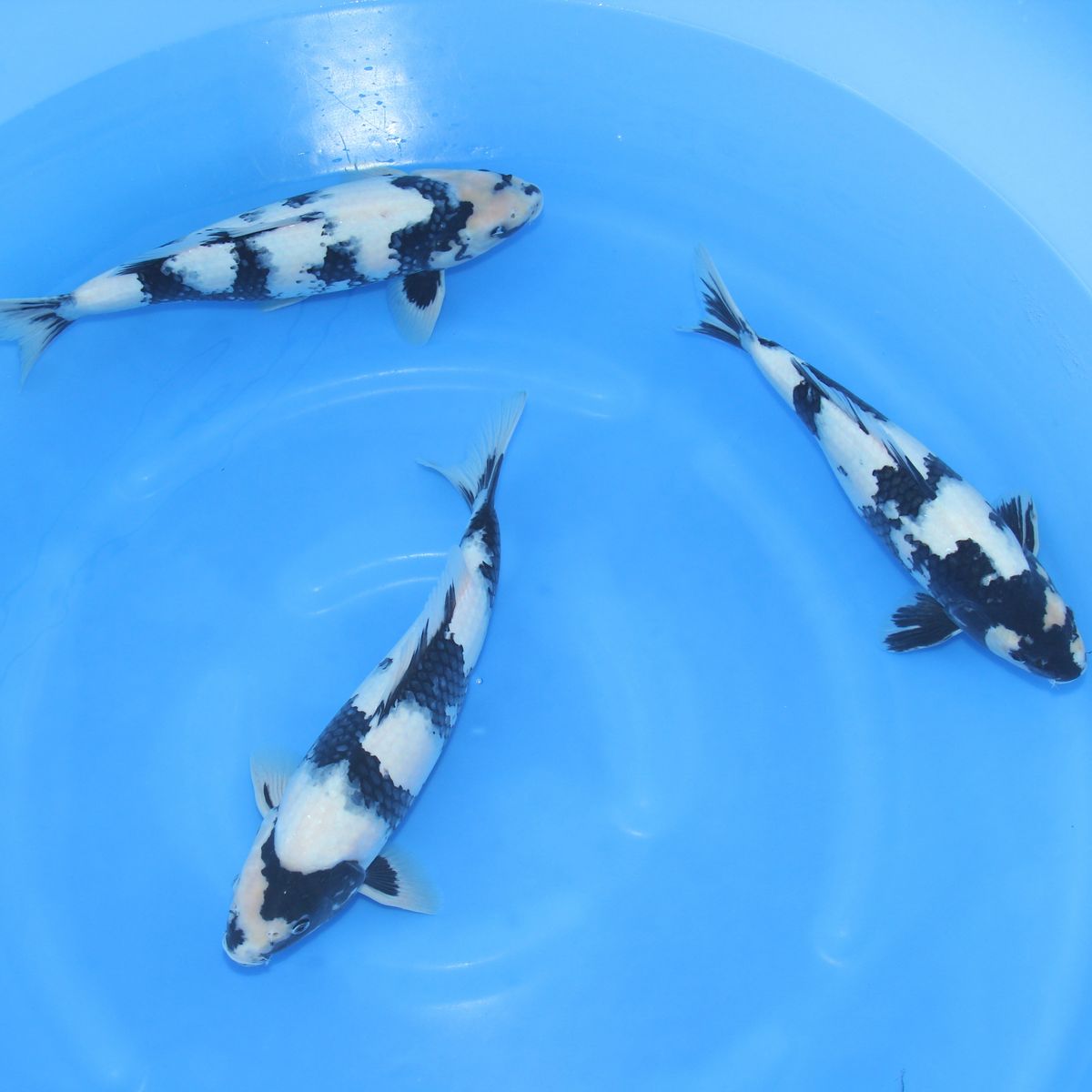 Koi