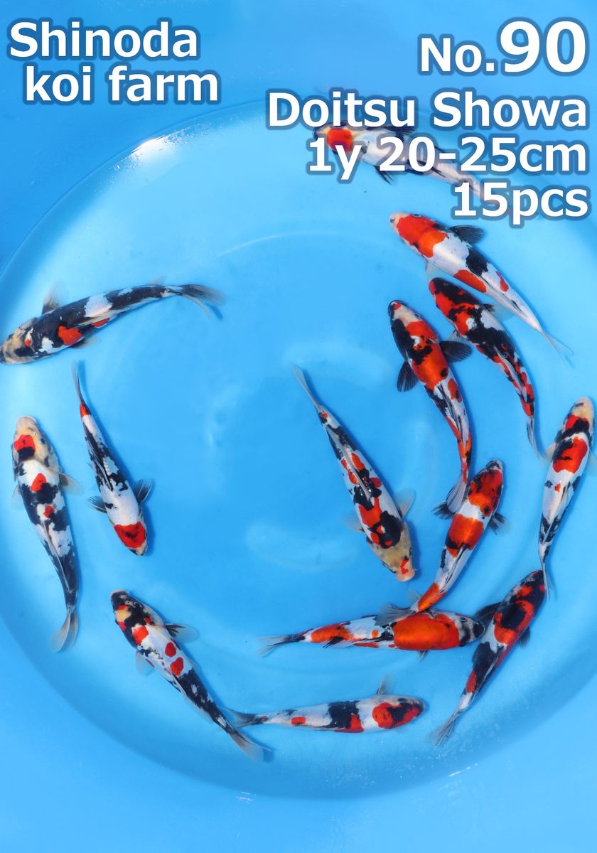 Koi