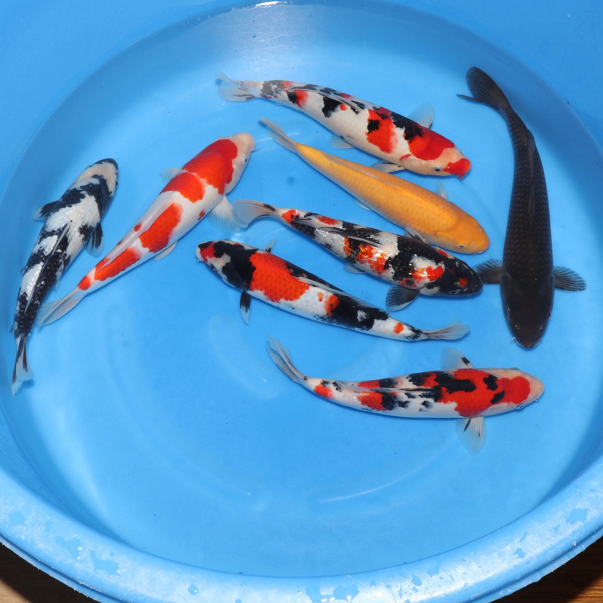 Koi