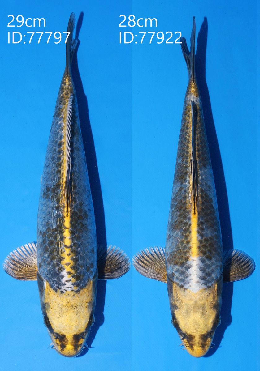 Koi
