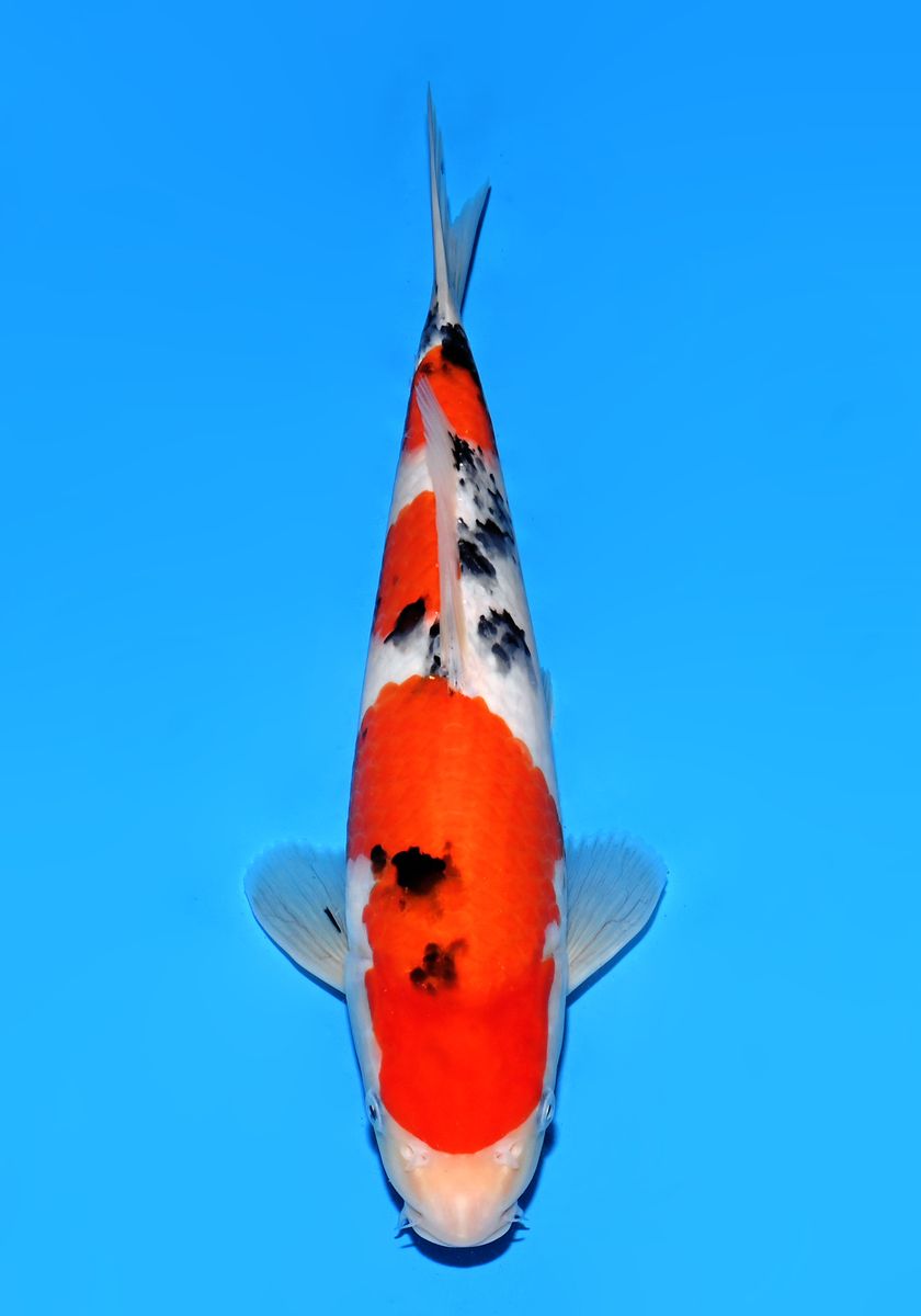 Koi
