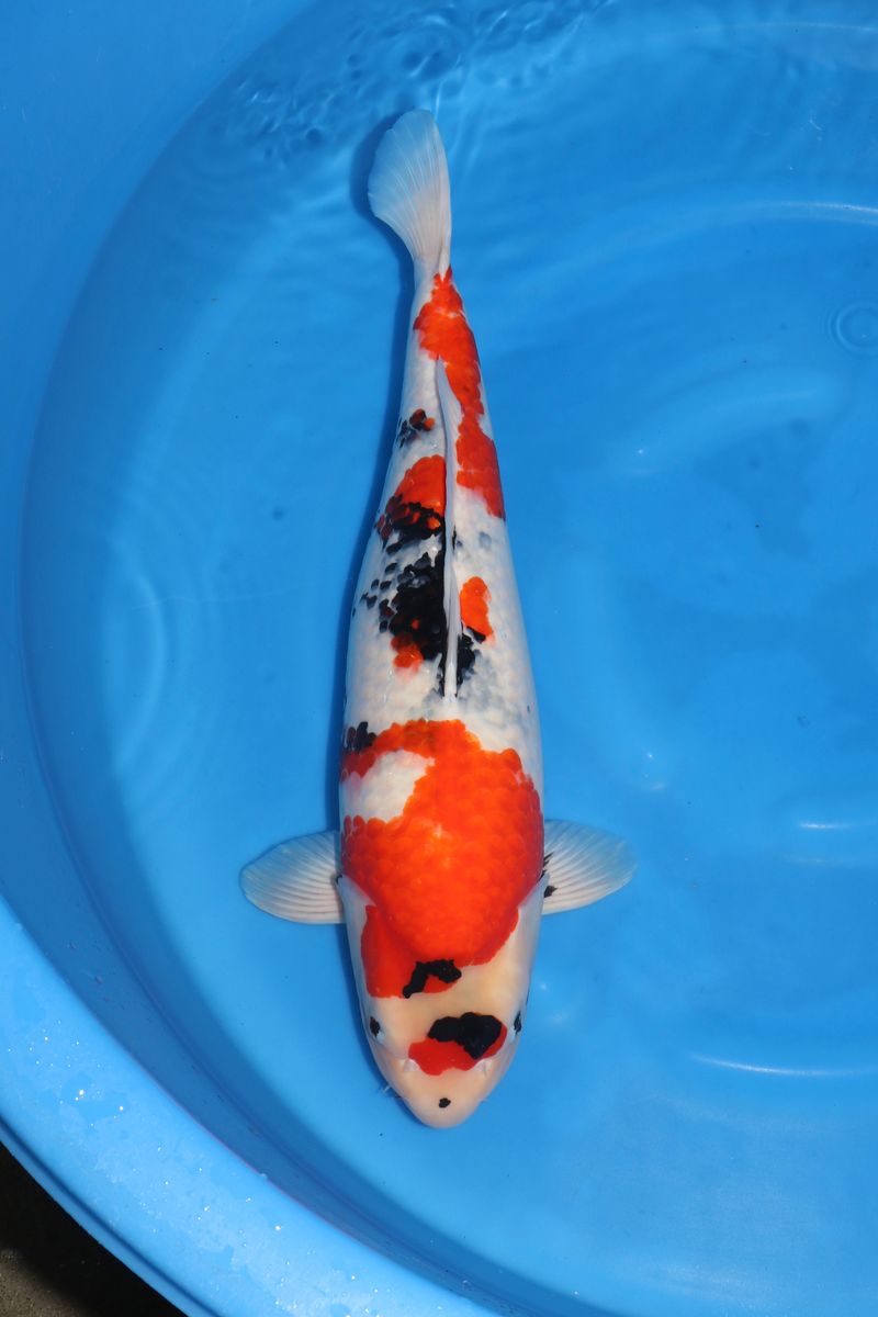 Koi