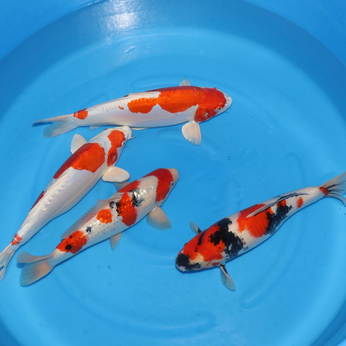 Koi