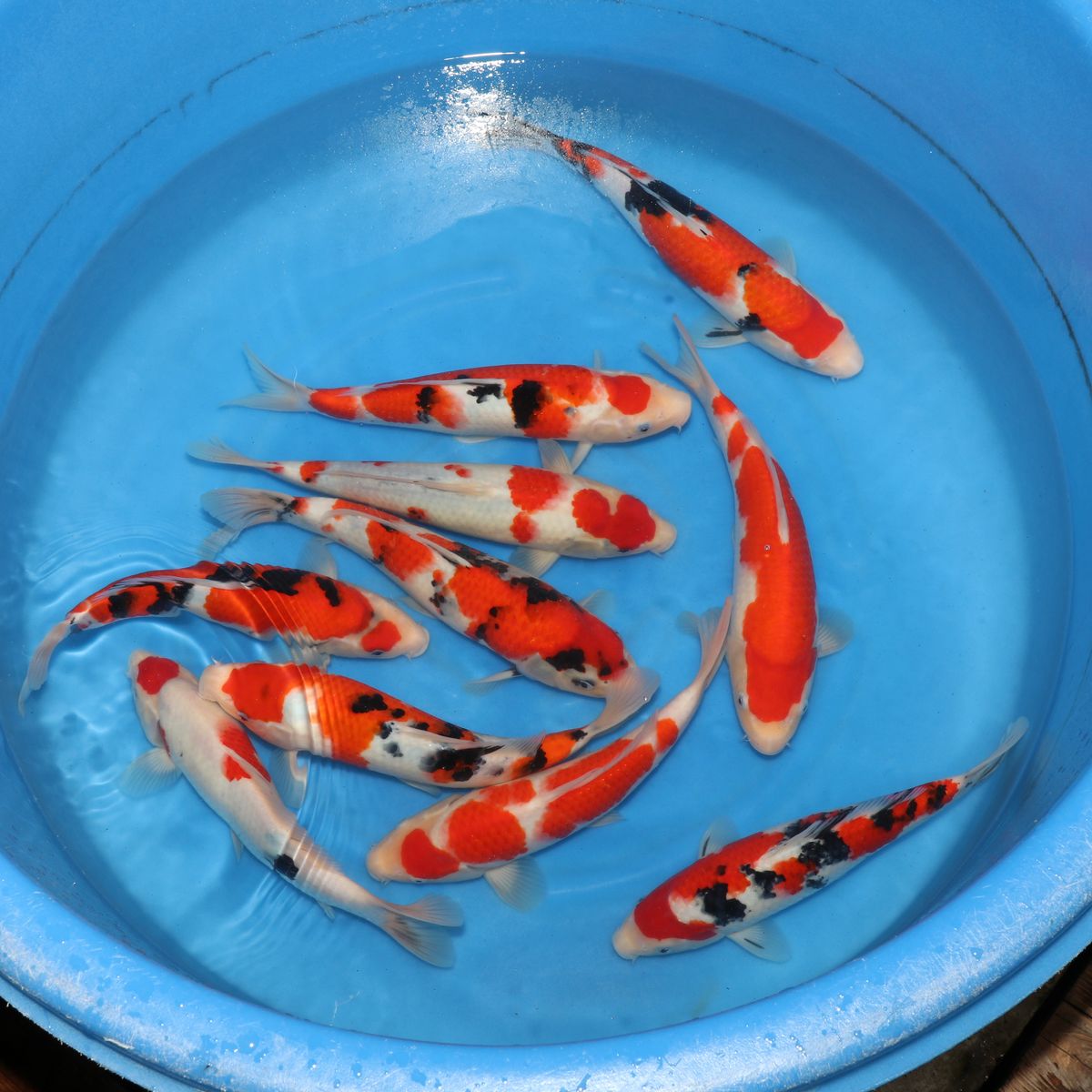 Oomiya.Farm☺︎︎ご依頼品 Ooya Koi Farm | Japanese Koi Breeder | Ornafish