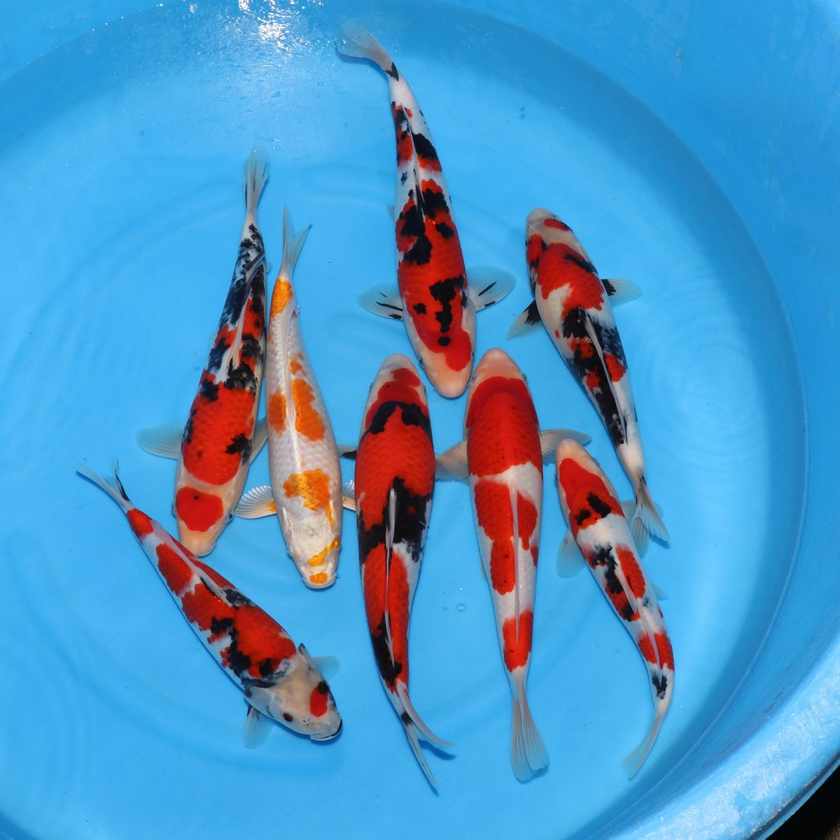 Koi