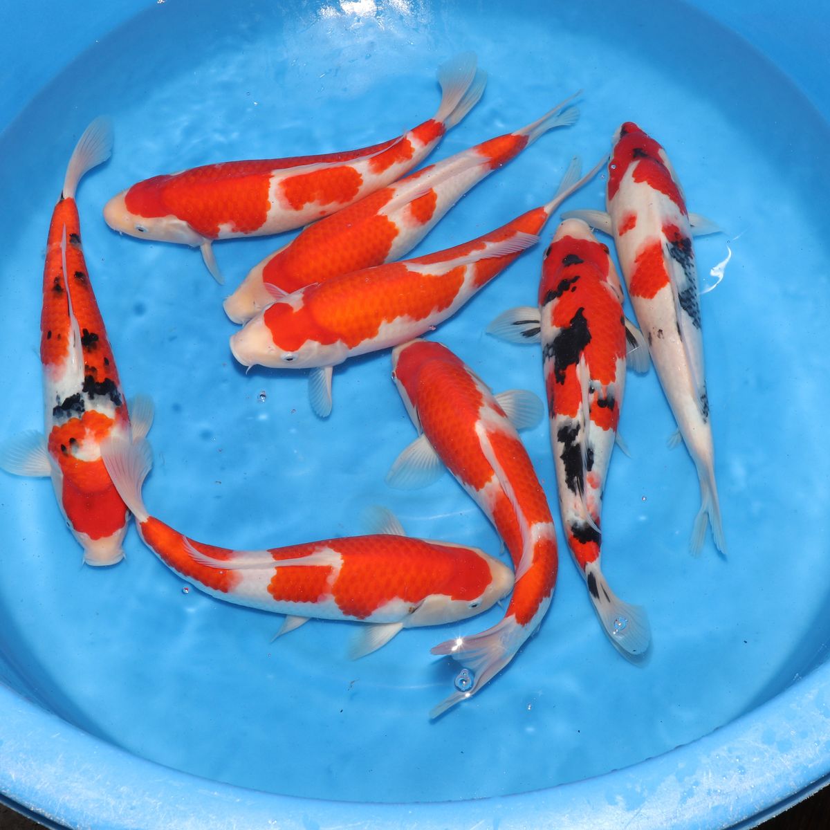 Oomiya.Farm☺︎︎ご依頼品 Ooya Koi Farm | Japanese Koi Breeder | Ornafish