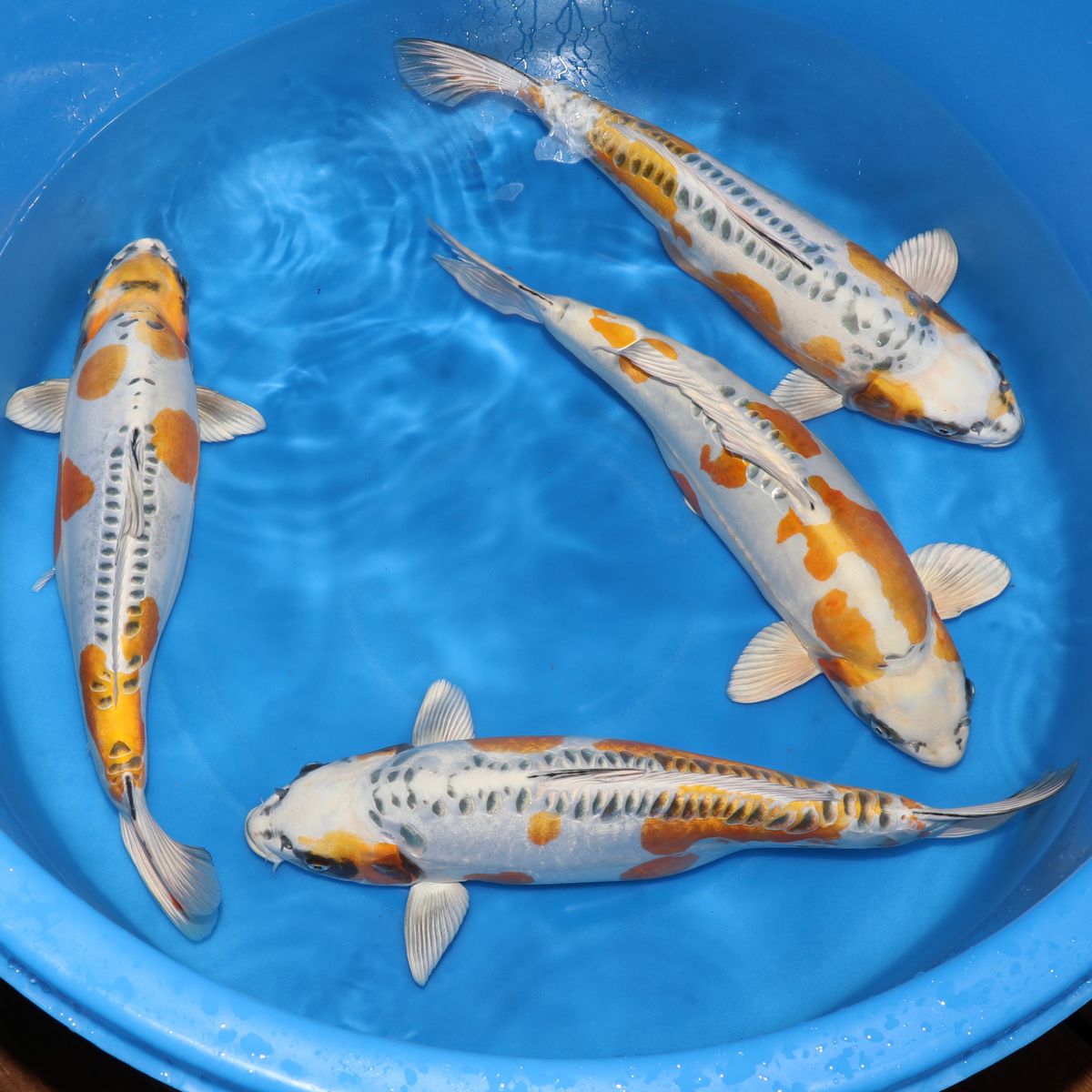 Koi