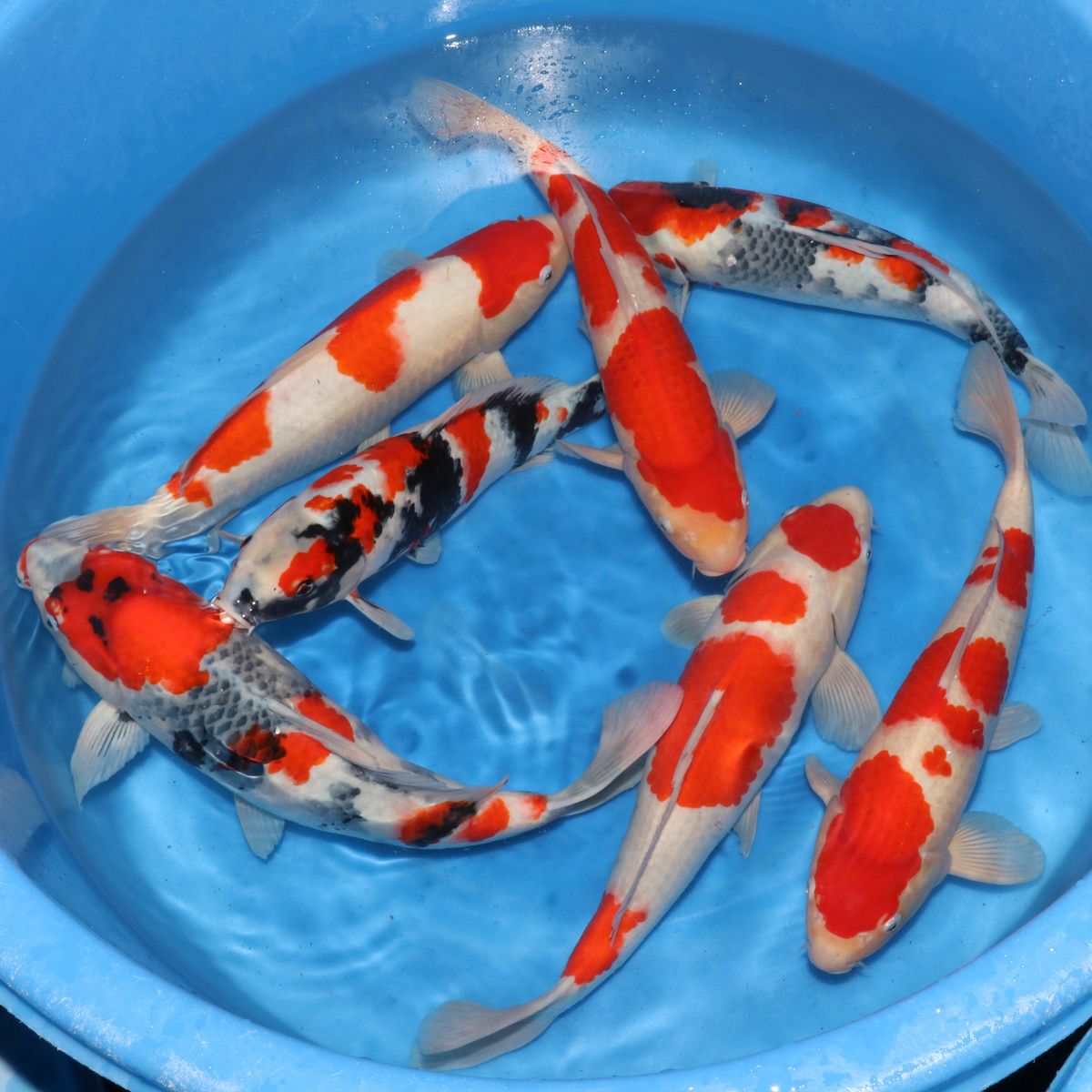 Koi