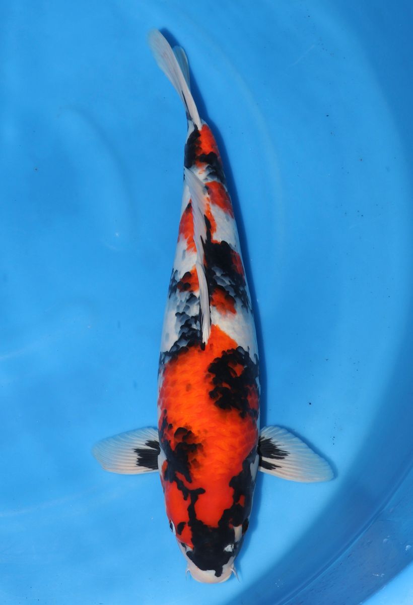 Koi