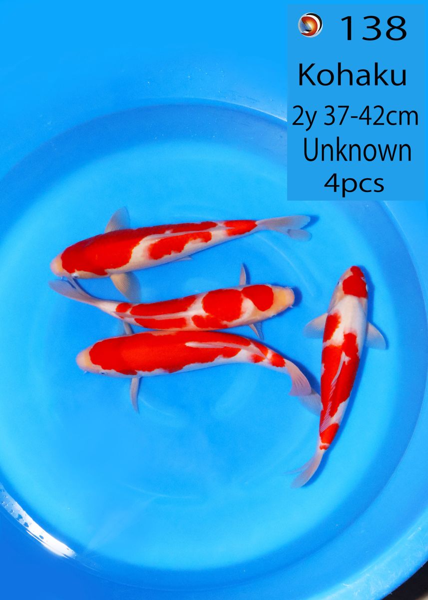 Koi