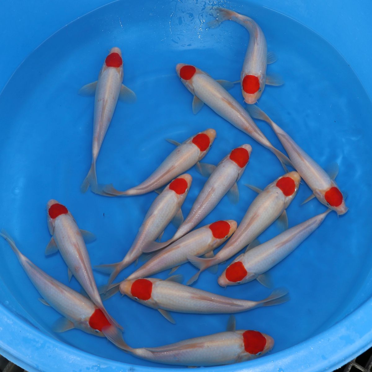 Koi