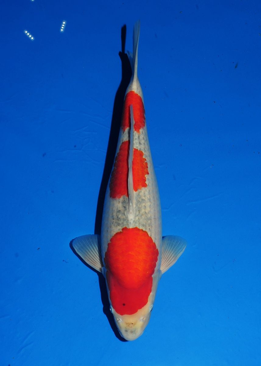 Koi