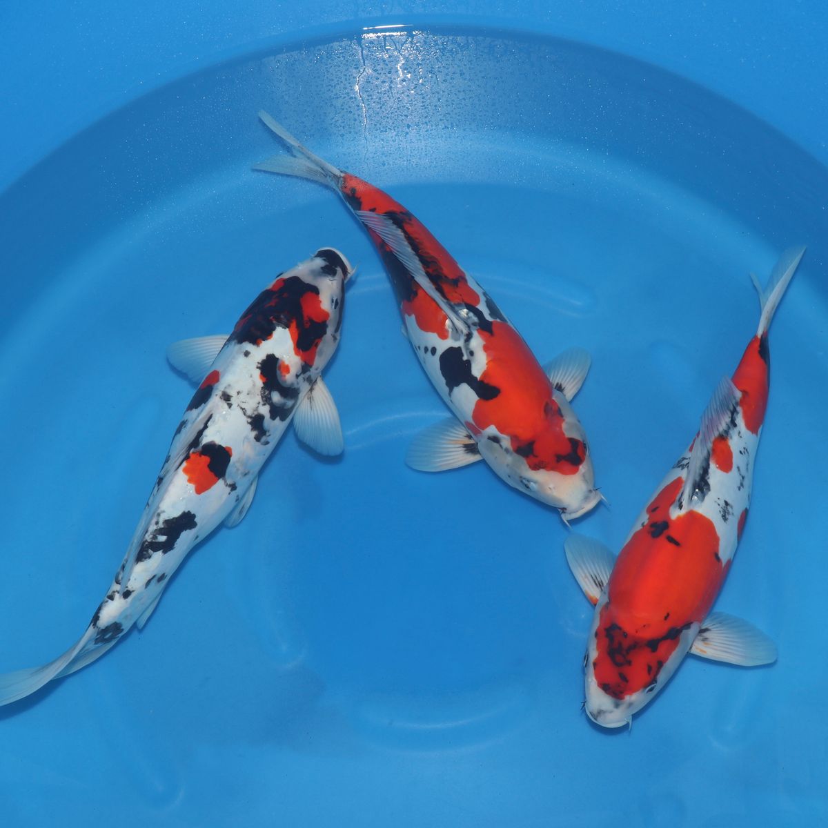 Koi
