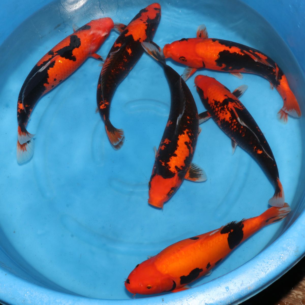 Koi