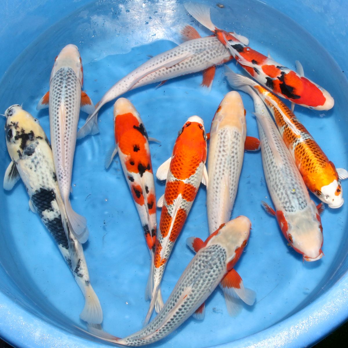 Koi