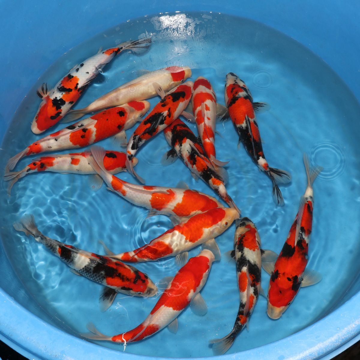 Koi