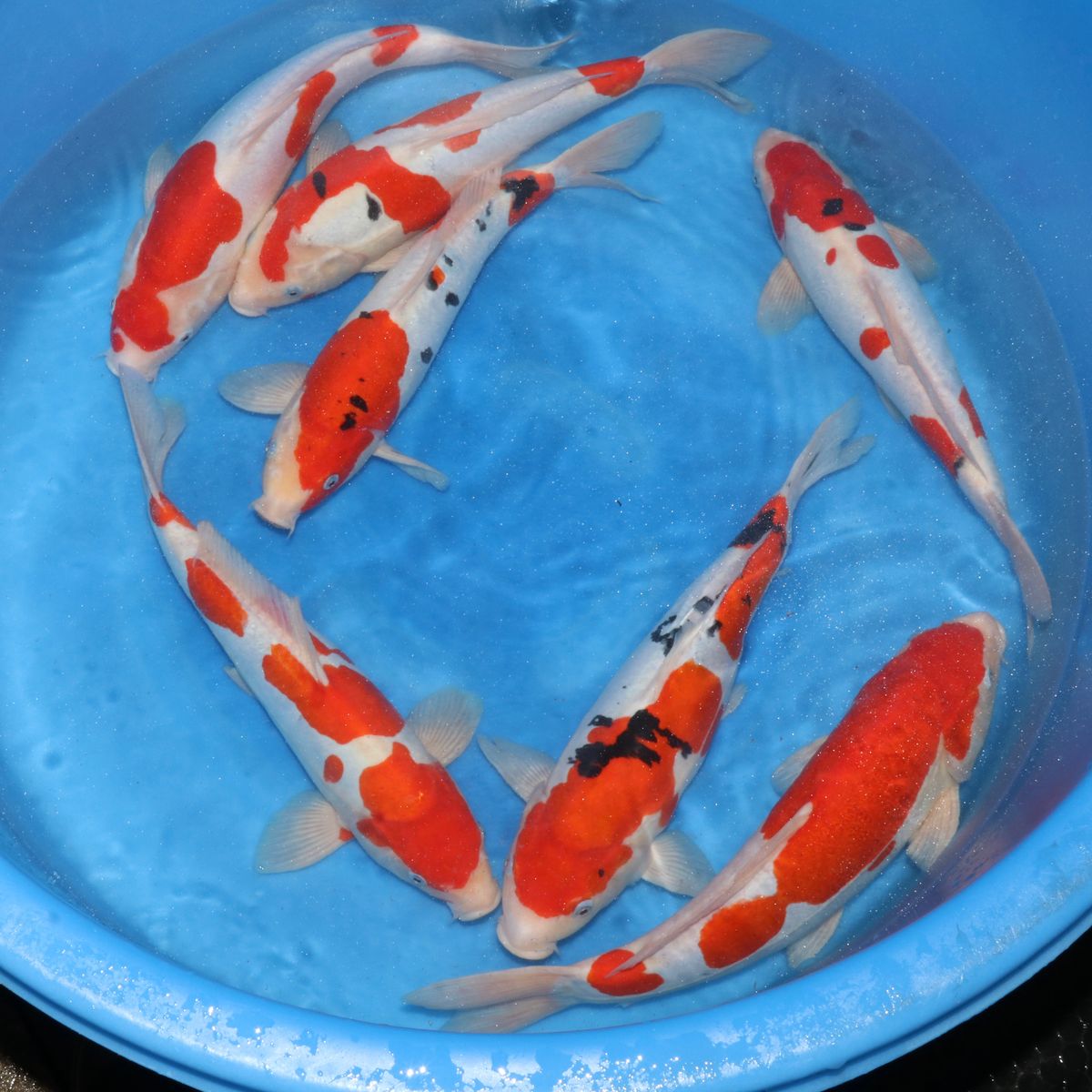 Koi